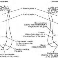 Penile anatomy