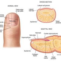 
	Anatomy of the nail 