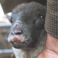 Orf - the lamb