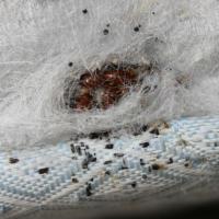 
	Mattress infested with bed bugs
