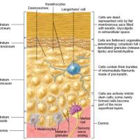 
	The epidermis&nbsp;