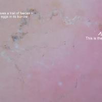 
	As previous image&nbsp;

	Copied with kind…
