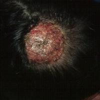 
	A kerion

	This had been caused by an animal…
